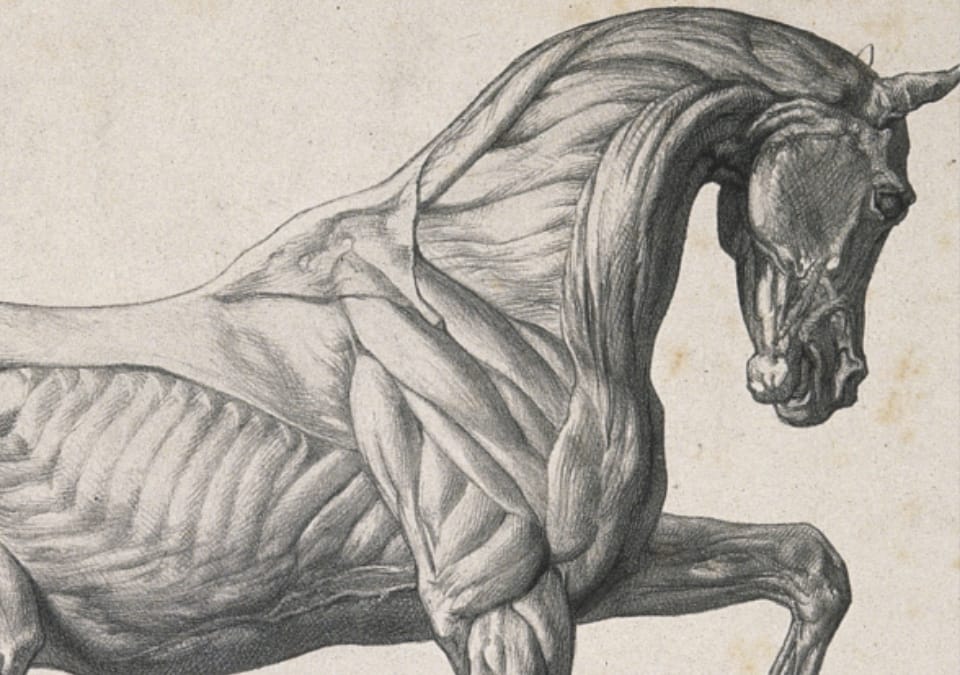 Front cover of book 'When I Think of my Body as a Horse' by Wendy Pratt, showing a horse with musculature visible