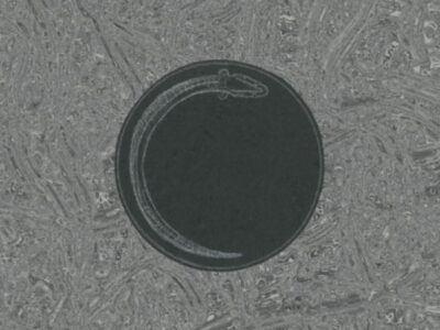 Dark grey circle with a light grey line drawn eel circling within. It sits on a textured grey background that could be an abstract shoal of eels.