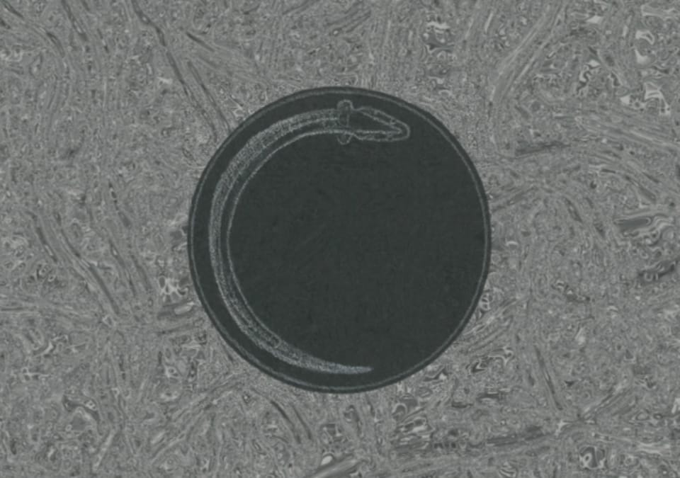 Dark grey circle with a light grey line drawn eel circling within. It sits on a textured grey background that could be an abstract shoal of eels.
