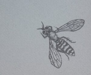 Grey drawing of a wasp like fly on a textured light grey background