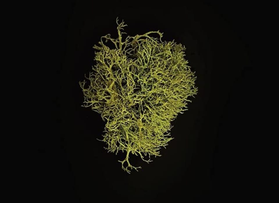 A clump of light green moss on a black background