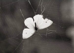 A white butterfly caught in a spiders web, the image is monochrome