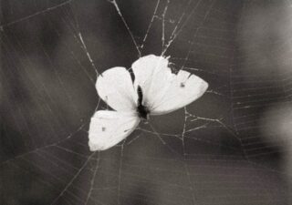 A white butterfly caught in a spiders web, the image is monochrome