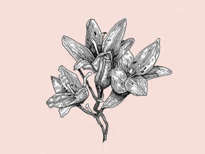 Line drawing of a lily on a pink background