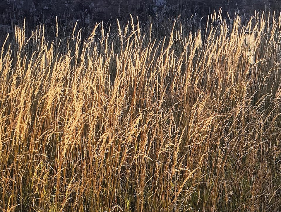 A photograph showing golden wheat-like grass with a textured blue background.
