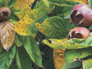 Close up of a medlar tree showing green leaves and purple fruit.