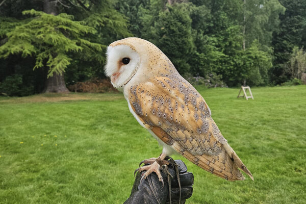 An owl (Google say's it's a barn owl) sitting on a leather gauntlet.