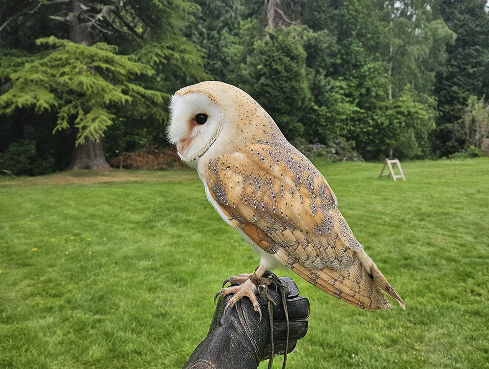 An owl (Google say's it's a barn owl) sitting on a leather gauntlet.