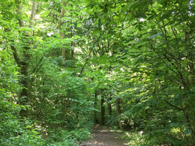Photograph of a muddy track leading into a woodland. The trees leaves are a vivid green and it looks like it has been raining.