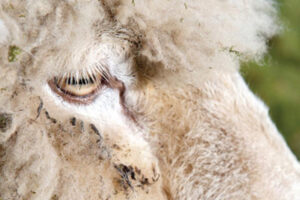Close up photo of a white sheeps head. We can mostly see the eye.