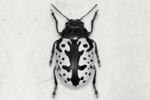 A black and white beetle seen from above on white textured paper.