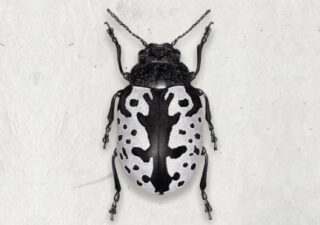 A black and white beetle seen from above on white textured paper.