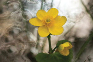Close up photograph of a buttercup flower, blurred water is behind.