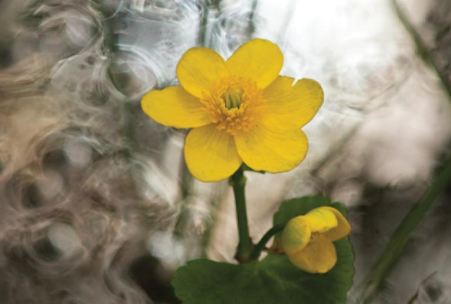 Close up photograph of a buttercup flower, blurred water is behind.