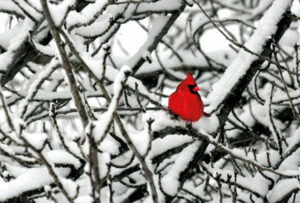 A tangle of snow covered beaches, a small red bird sits on one, from a distance it could be mistaken for a heart.