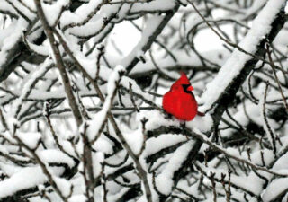 A tangle of snow covered beaches, a small red bird sits on one, from a distance it could be mistaken for a heart.