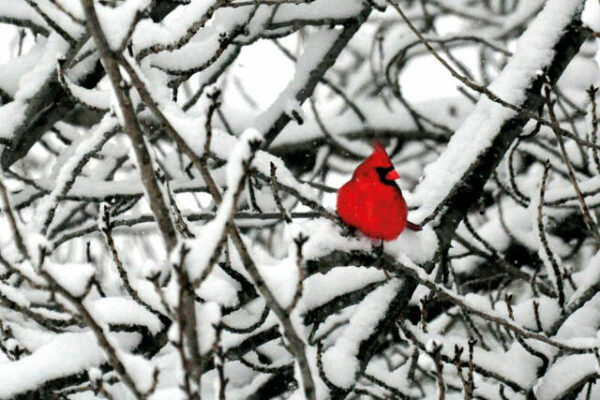 A tangle of snow covered beaches, a small red bird sits on one, from a distance it could be mistaken for a heart.
