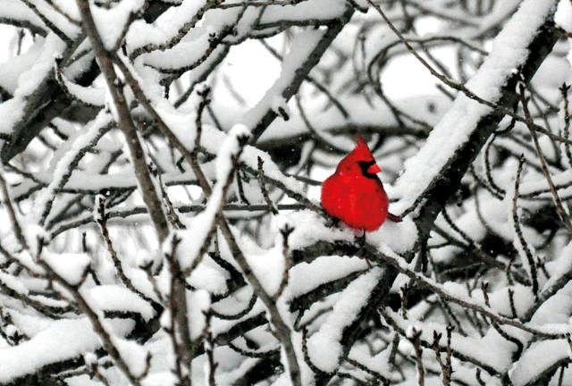 A tangle of snow covered beaches, a small red bird sits on one, from a distance it could be mistaken for a heart.