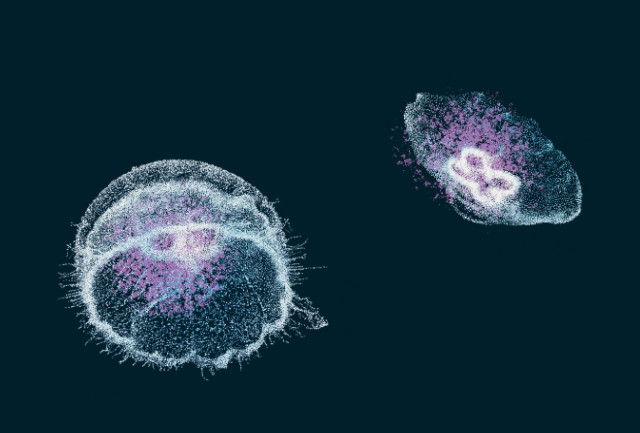 Two luminescent jellyfish (presumably of the 'moon' variety) on a blue background.