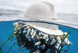 A white plastic safety helmet floats on the water; underneath it numerous goose barnacles are attached.