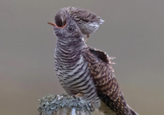 A photograph of a cuckoo with a smaller bird feeding it.