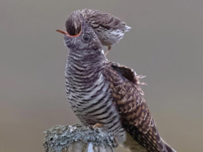 A photograph of a cuckoo with a smaller bird feeding it.