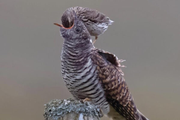 A photograph of a cuckoo with a smaller bird feeding it.