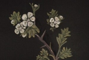 Book cover showing a black background with a watercolour of a hawthorn branch in flower.