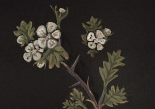 Book cover showing a black background with a watercolour of a hawthorn branch in flower.