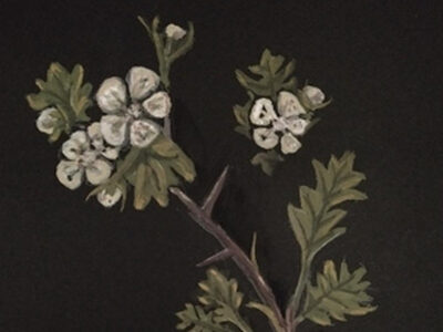 Book cover showing a black background with a watercolour of a hawthorn branch in flower.