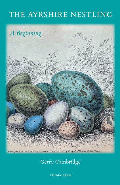 Pen and ink drawing of blue green and grey wild bird eggs in a nest.